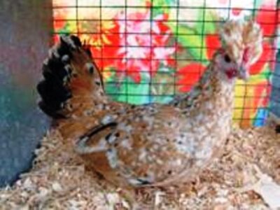 Jefferson’s Monticello Chickens Image